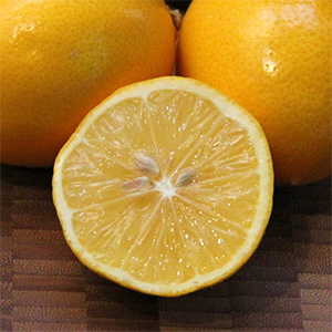 캔들향-메이어 레몬(yankee type) USA