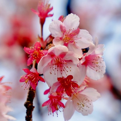 알러지프리 체리 블러썸(Cherry Blossom) 향