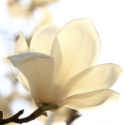 알러지프리 메그놀리아(Magnolia) 향